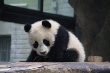 Shanghai, Çin 'deki Şirin Küçük Panda.