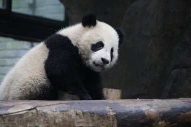 Meraklı küçük panda bir şeye bakıyor, Şangay, Çin