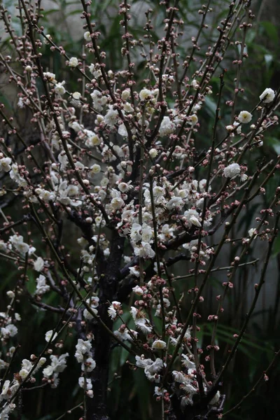 Zblízka Bílá Švestka Květ Prunus Mume Jaře — Stock fotografie