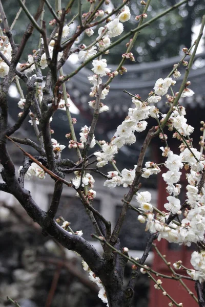 Закрийте Квітку Білої Сливи Prunus Mume Весняний Час — стокове фото