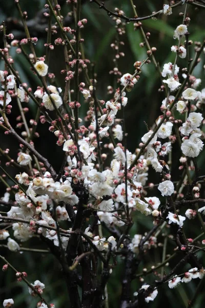 Закрийте Квітку Білої Сливи Prunus Mume Весняний Час — стокове фото