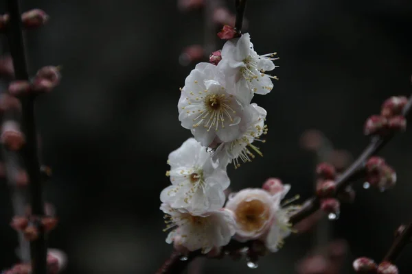 Закрийте Квітку Білої Сливи Prunus Mume Весняний Час — стокове фото