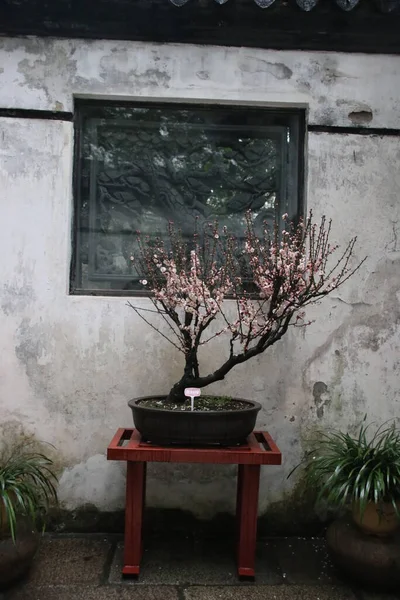 Kapatın Beyaz Erik Çiçeği Prunus Mume Lkbaharda — Stok fotoğraf