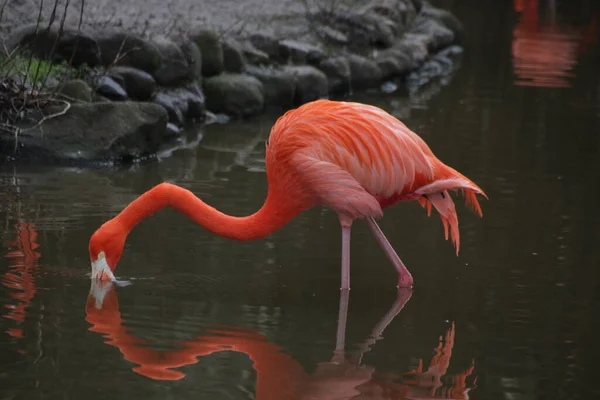 Orange Flamingo Bird Lake — Stok fotoğraf