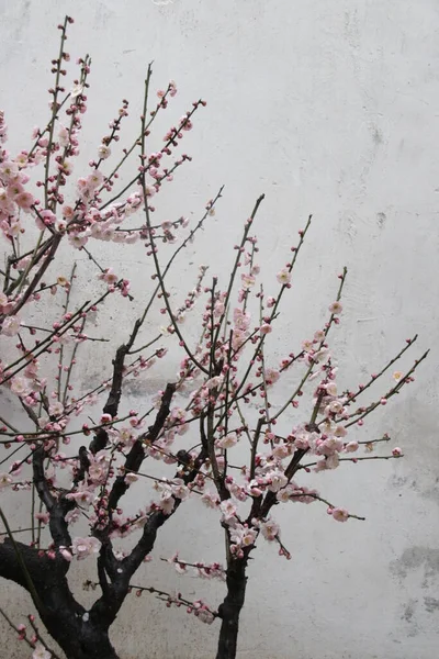 Заткніть Рожеву Квітку Сливи Обрізайте Весною — стокове фото