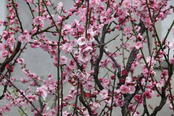 Close Pink Plum Blossom Flower Prunus Mume Springtime — Stok fotoğraf