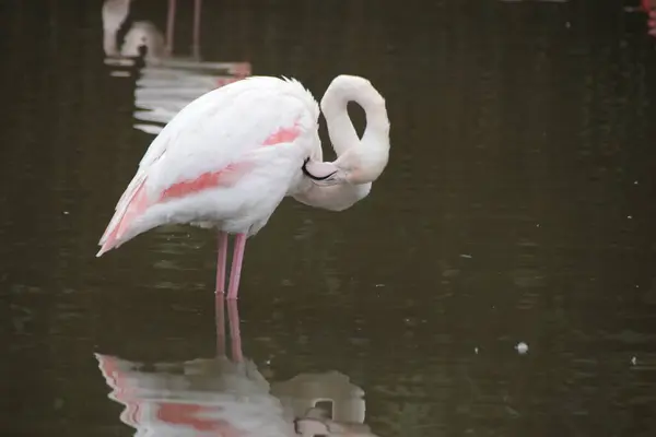 Zarif Bir Flamingo Kuşu Pembe Dudaklı Beyaz Tüy — Stok fotoğraf