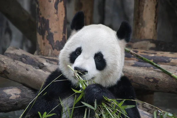 美丽的熊猫吃竹子 中国上海萨法里 — 图库照片