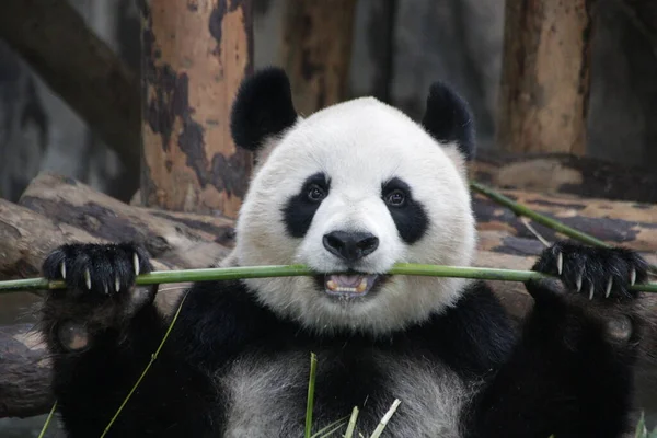 Happy Panda eating Bamboo, Shanghai, China
