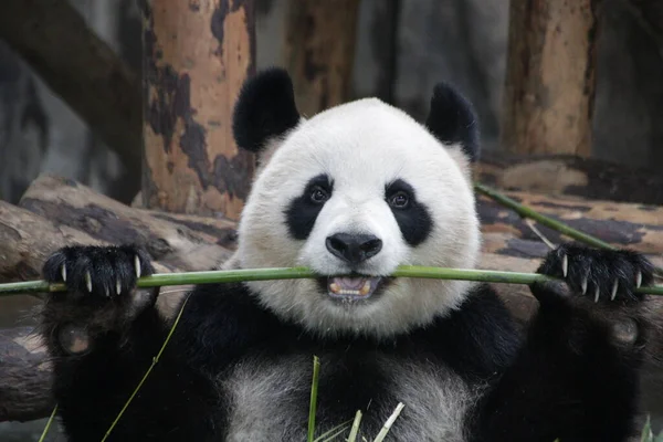 Happy Panda Comer Bambu Shanghai China — Fotografia de Stock