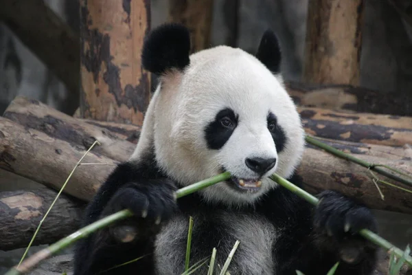 Glücklich Panda Essen Bambus Shanghai China — Stockfoto