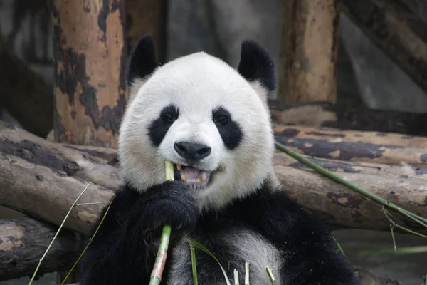 Happy Panda Usmívá Základna Chengdu Panda Čína — Stock fotografie