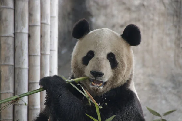 Belo Panda Comendo Bambu Xangai China — Fotografia de Stock