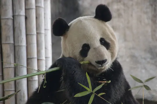 Gyönyörű Panda Eating Bamboo Shanghai Kína — Stock Fotó