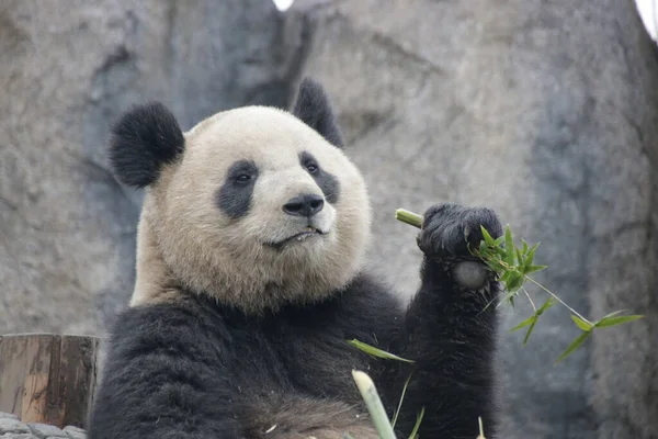 Flauschiges Rundes Gesicht Panda Shanghai China — Stockfoto