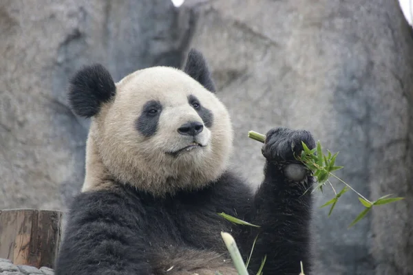 Fluffy Round Face Panda , Shanghai, China