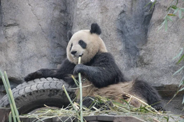 快乐毛绒绒熊猫吃竹子 — 图库照片