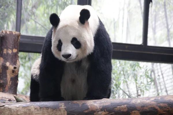 Dolce Panda Gigante Shanghai Cina — Foto Stock