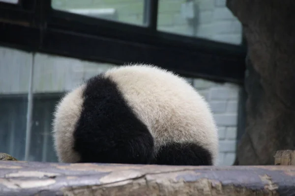 Niedlicher Kleiner Panda Shanghai China — Stockfoto