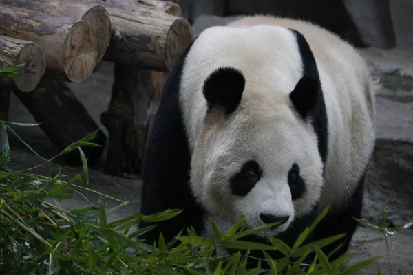 Close Cute Sweet Panda China — Stok fotoğraf