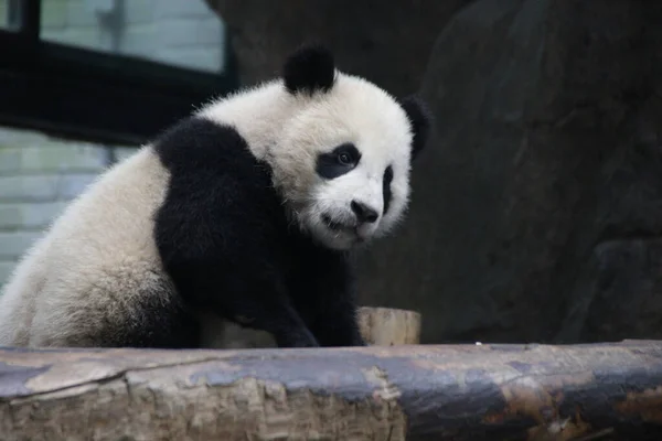 Pequeño Panda Curioso Está Mirando Algo Shanghai China — Foto de Stock