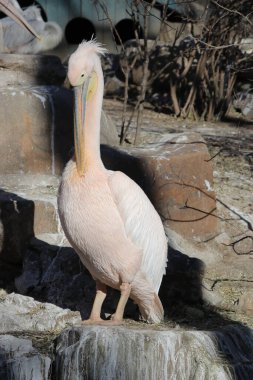 Güzel pelikan kuşunu kapatın.