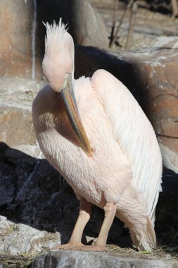 Güzel pelikan kuşunu kapatın.