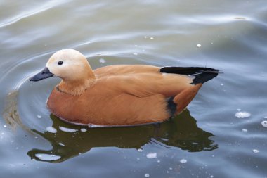 Yaklaş Ruddy Shelduck (Tadorna ferruginea), Hindistan 'da Brahminy ördeği olarak bilinir.