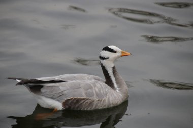 Çubuk Başlıklı Kaz (Anser indicus)
