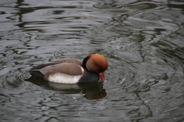 Erkek Kırmızı Crest Pochard Ördeği Gölde Renkli Ördek Yüzüşü