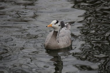 Çubuk Başlıklı Kaz (Anser indicus)