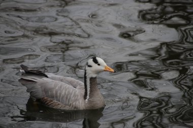 Çubuk Başlıklı Kaz (Anser indicus)
