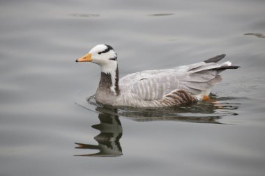 Çubuk Başlıklı Kaz (Anser indicus)