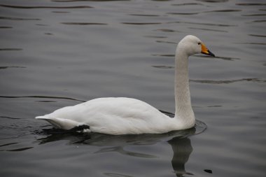 Tundra Swan 'ı kapatın, (Bewick' in kuğusu / ıslık çalan kuğusu)