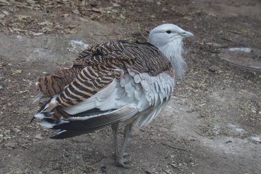 Büyük Bustard (Otis tarda) ya da Kori Bustard (Ardeotis kori)). 