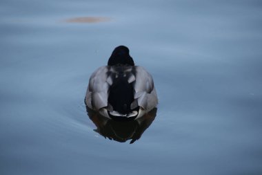 Ördek gölde yüzüyor.