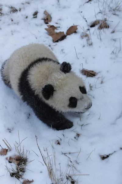 Pequeno Panda Jogando Neve Wolong Panda Base China — Fotografia de Stock