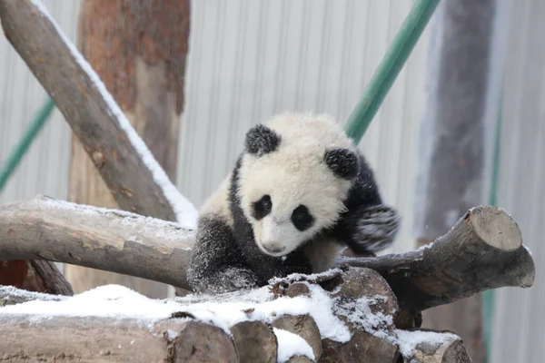 Mała Panda Bawiąca Się Śniegu Wolong Panda Base Chiny — Zdjęcie stockowe