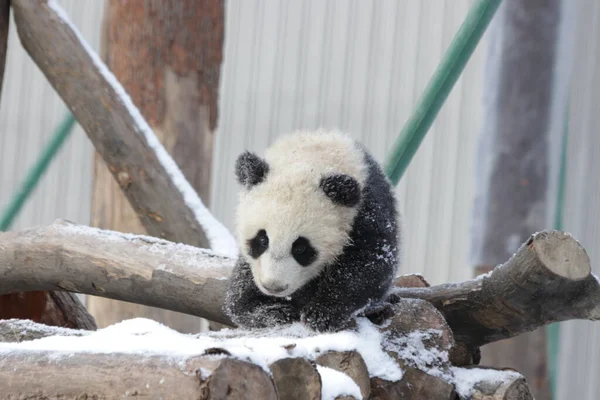 Kleiner Panda Spielt Schnee Wolong Panda Base China — Stockfoto