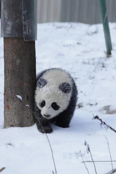 Mała Puszysta Panda Snoe Czas Zimowy Rezerwat Przyrody Wolong Giant — Zdjęcie stockowe