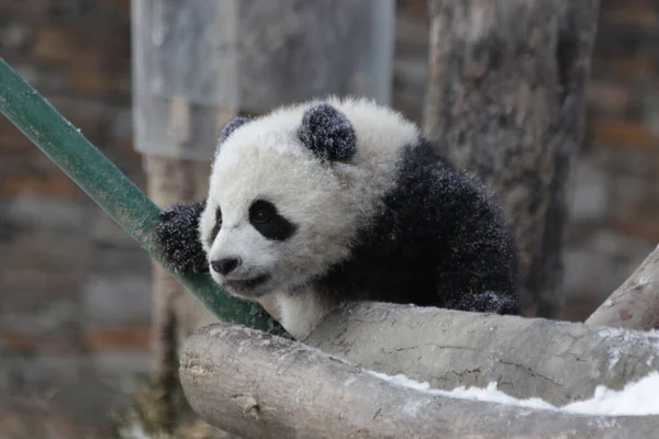 Mała Puszysta Panda Snoe Czas Zimowy Rezerwat Przyrody Wolong Giant — Zdjęcie stockowe