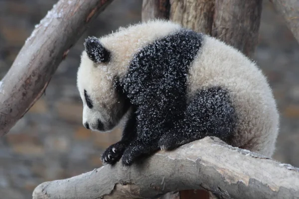 中国神州神州卧龙大熊猫自然保护区冬眠期的小绒毛熊猫宝宝 — 图库照片
