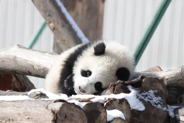 Kleiner Panda Schläft Schnee Wolong Panda Base China — Stockfoto