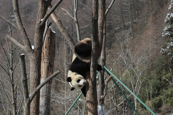 Pose Drôle Panda Géant Vers Haut Côté Vers Bas Acrobat — Photo