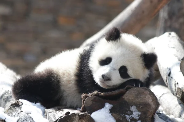 Pequeno Panda Dormindo Neve Wolong Panda Base China — Fotografia de Stock