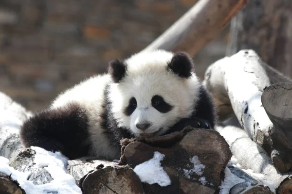 Kleiner Panda Schläft Schnee Wolong Panda Base China — Stockfoto