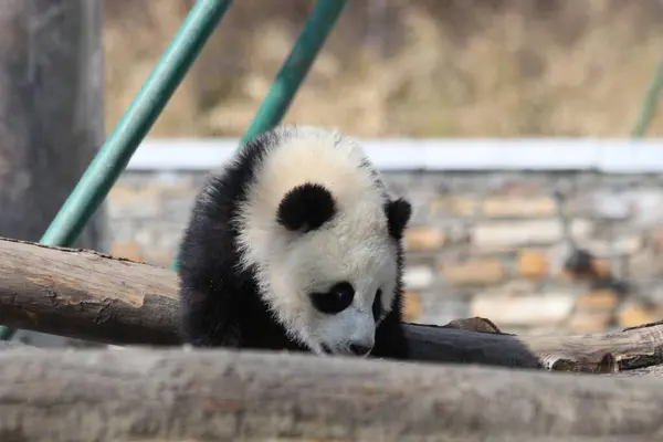 Linda Pose Little Panda Wolong Giant Panda Nature Reserve Shenshuping — Foto de Stock