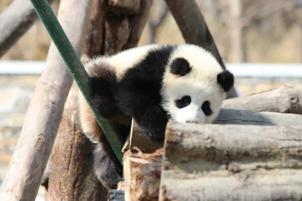 Ładna Pose Little Panda Rezerwat Przyrody Wolong Giant Panda Shenshuping — Zdjęcie stockowe