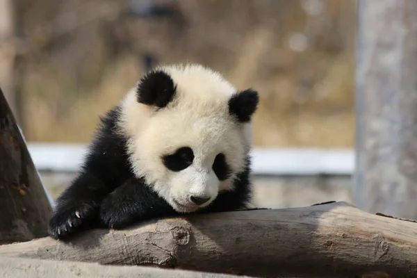 Roztomilý Pose Little Panda Wolong Giant Panda Přírodní Rezervace Shenshuping — Stock fotografie