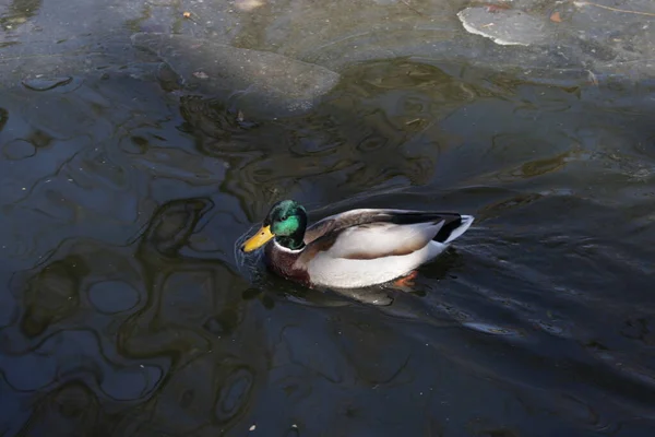 靠近Mallard Duck在湖中游泳 — 图库照片